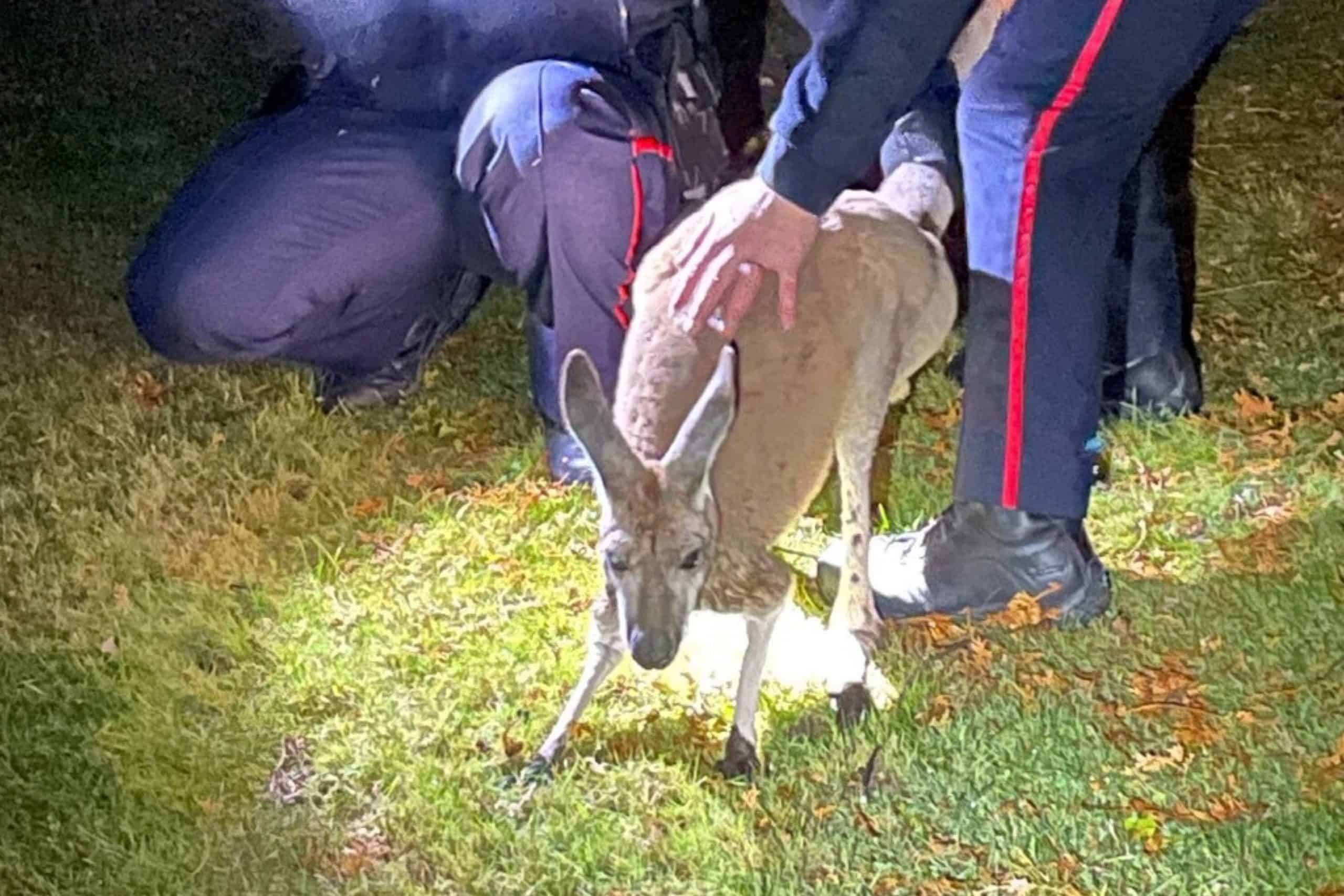 oshawa kangaroo found