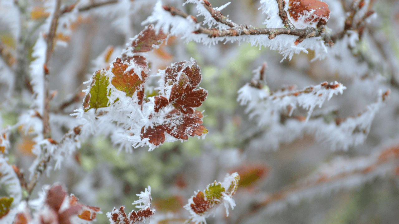 frost, advisory, warning, freezing, cold, chilly, leaves, fall, autumn, southern, Ontario.